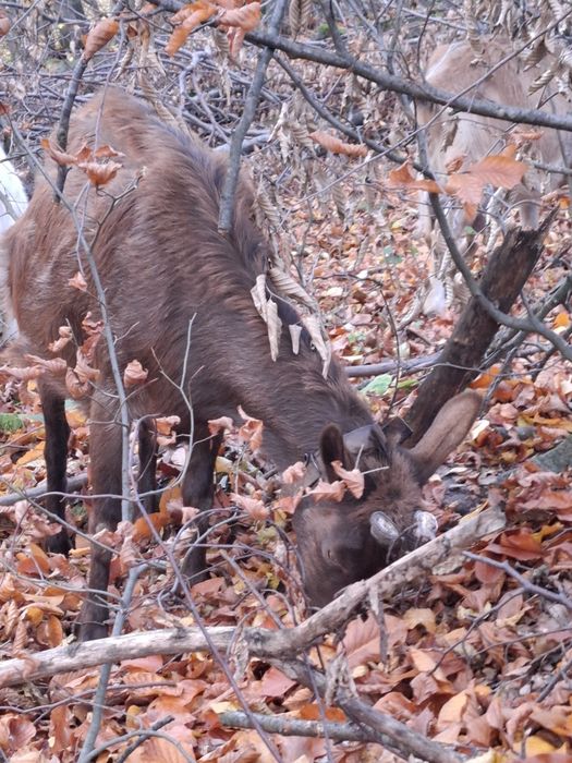Vând capre bune de lapte
