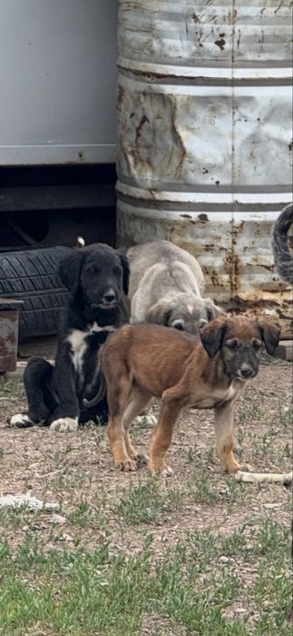 алпауыт тазы күшіктері