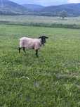 Vand oaie si mioara  suffolk de carne