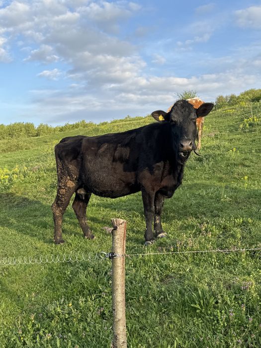 Vand 2 vaci angus ‼️ schimb cu viței de 3 luni