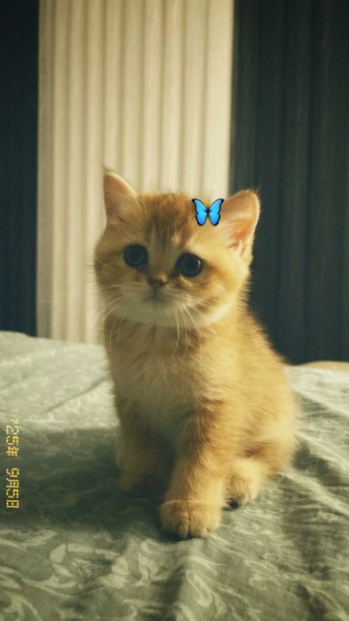 Британская шиншилла