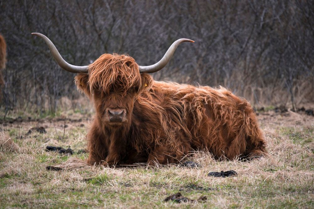 Nikon AF-S 55-200mm f/4-5.6G ED VR обектив Никон