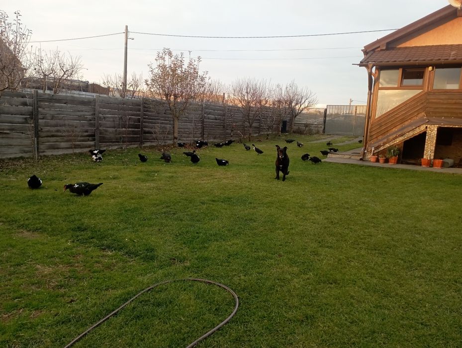 Rate mute crescute liber