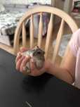 Voi oferi gratuit un hamster femelă.