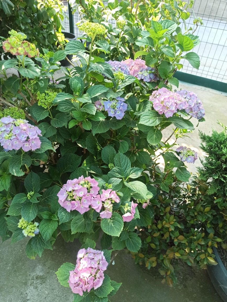 Gardenziya 90$ dan