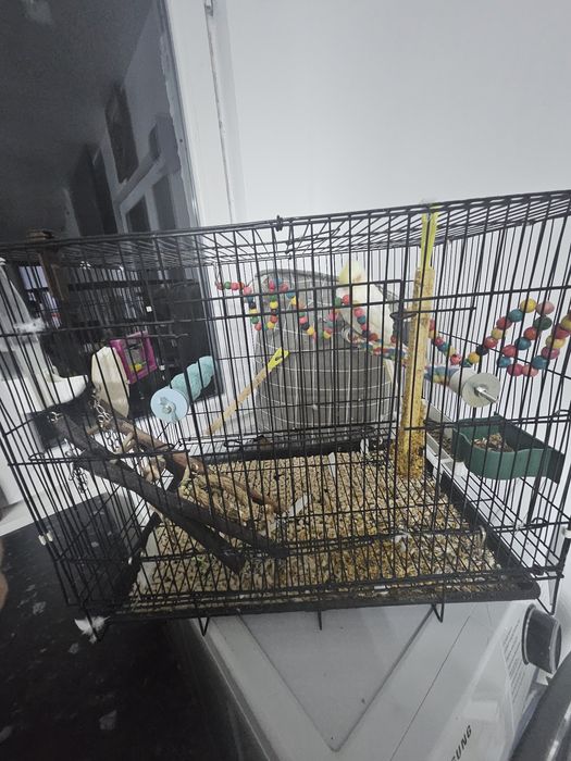 Vând papagal nimfa mascul