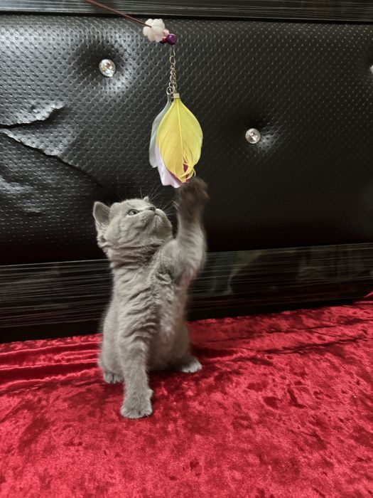 Zotli mushuk, Шотландский скотиш премиум