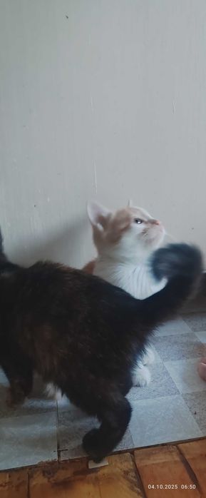 Отдам даром котята , в добрые руки