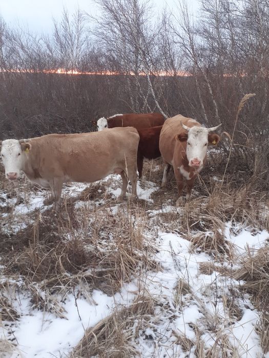 Сиыр сатылады  наурзым шилі