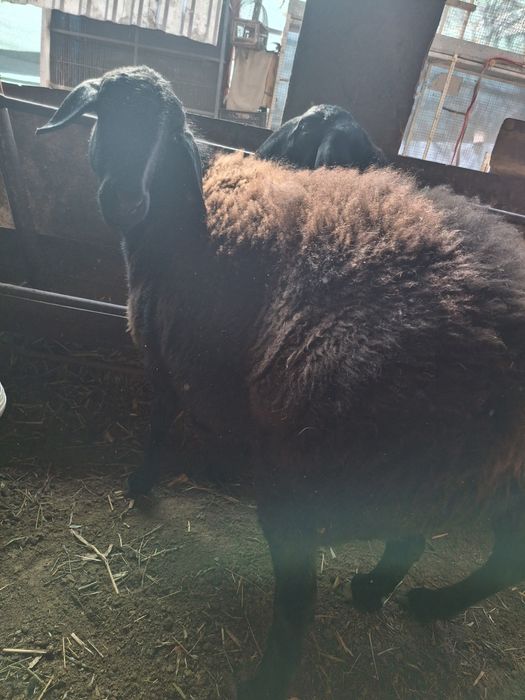 Qo'ylar 2 ta ( Bõgʻoz)