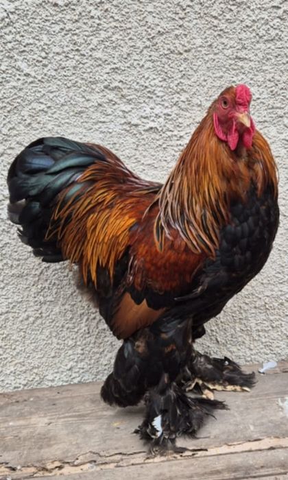 Cocoşi brahma pitic