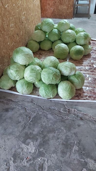 Продавам зеле сорт марлу.