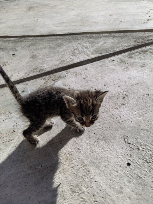 Отдам котят в добрые руки. Кушают молоко сами..