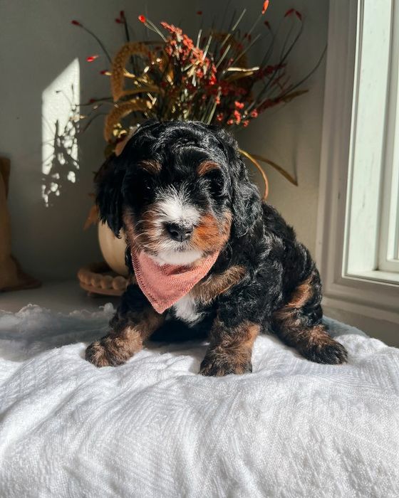 Caniche poodle mini toy exemplar superb