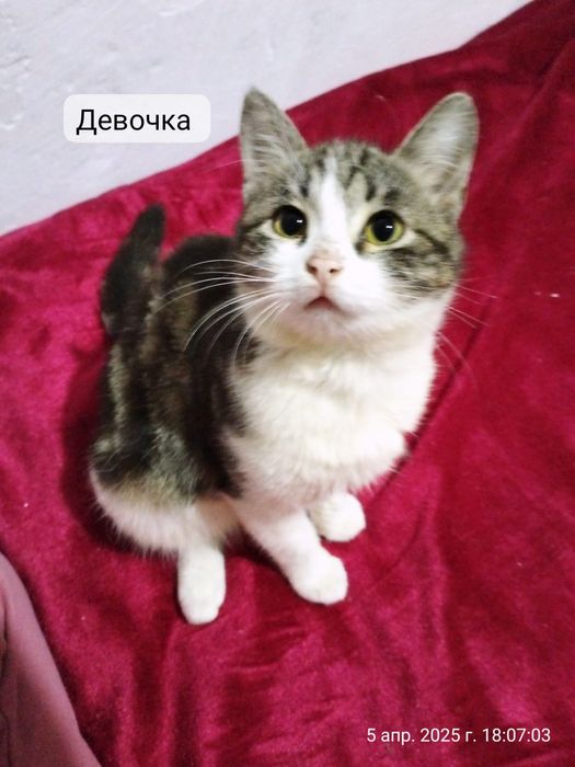 Котёнок, кошка в добрые ручки