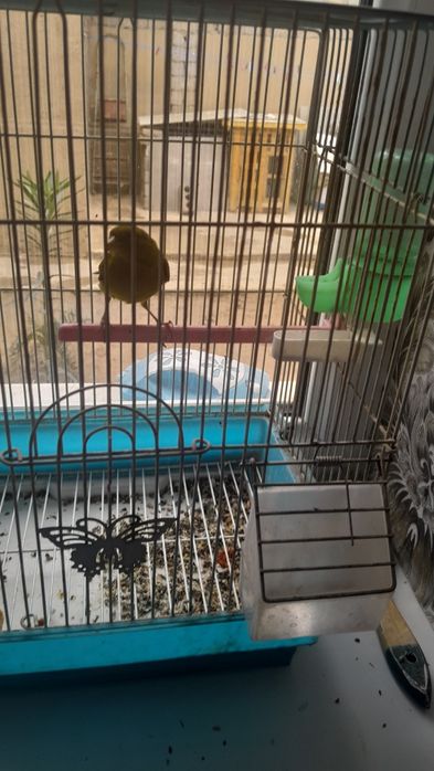 Kanareyaka ziloniy nar yaritsa qib yotibdi sayrogʻi bor odiy chakeqush