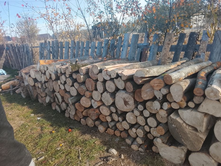 Vând lemne bune de fag transport