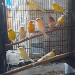 Канарейкалар сотилади.