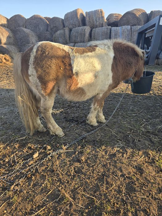 Monta ponei armăsar sau vand