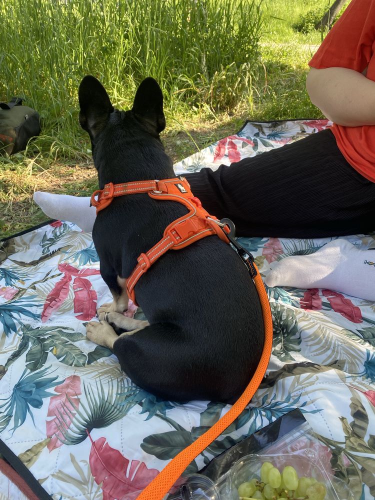 Bulldog francez spre adoptie