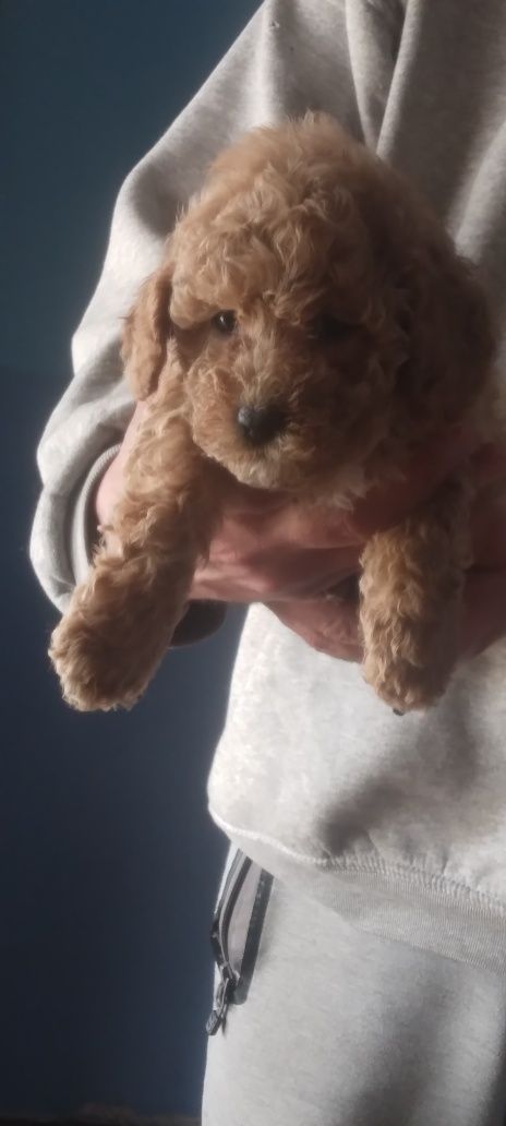 Pudle Rosu mini toy baetel