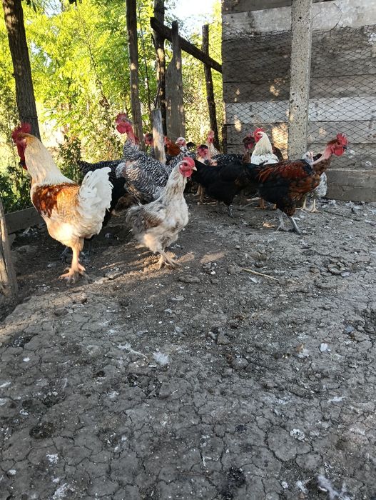 Vând rate mute și cocoși