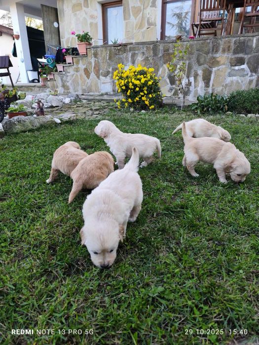 Голдън Ретривър..