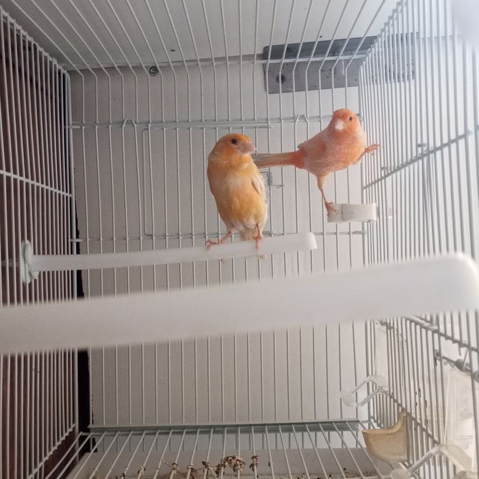 Нар мода канарейкала сотилади мода бир марта ишланган нар 9 ойлик