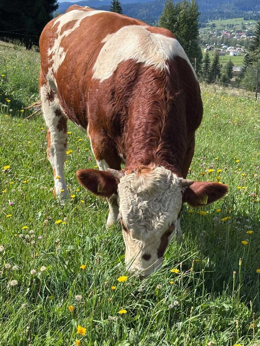 Tăuraș 11 luni, rasa Bălțată Românească (Simmental) - Carne/Montă