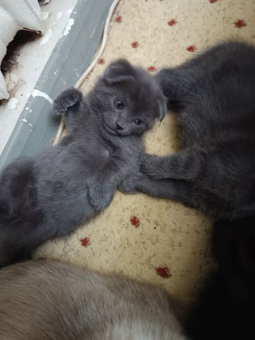 Породистые котята от правильной вязки,цена договорная