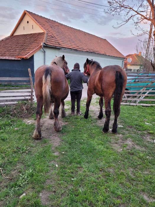 Vând mânză de rasă