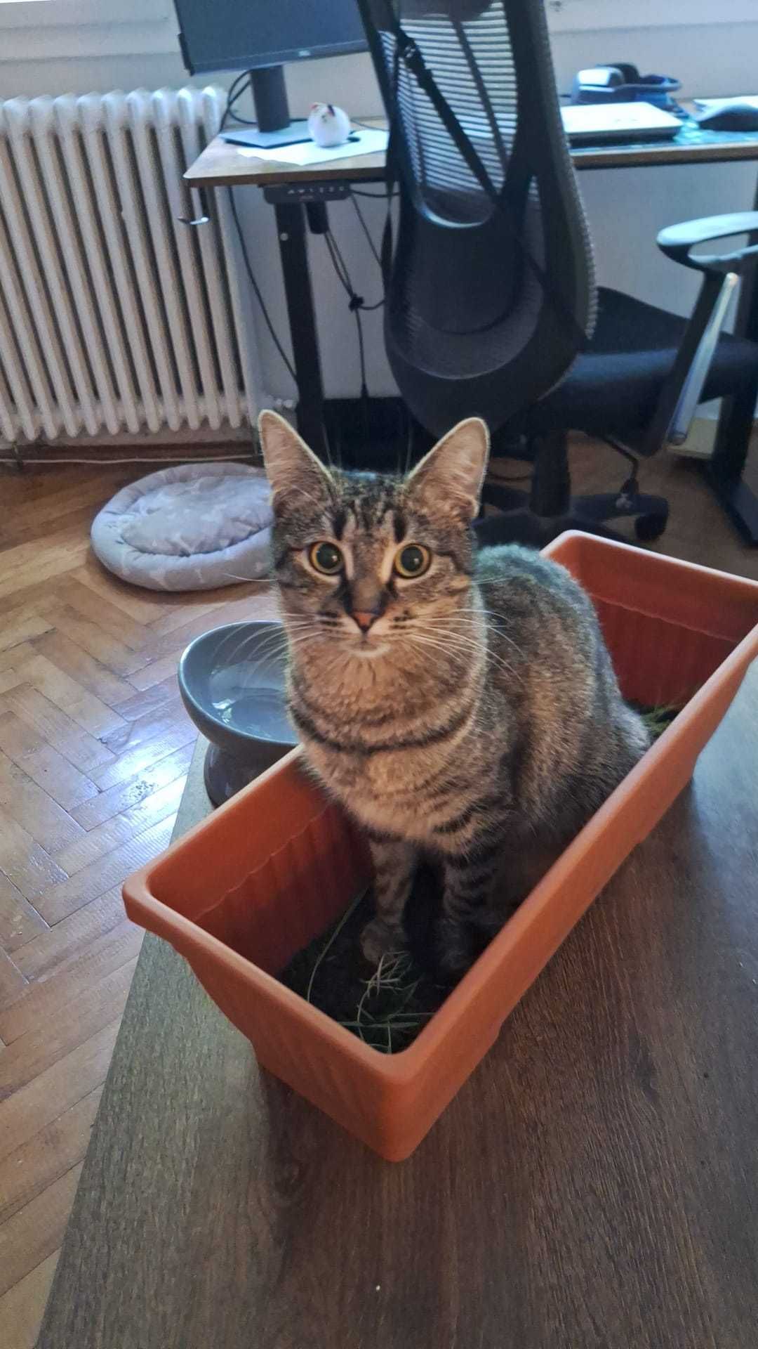 Cat sitter Timisoara ( bona pentru pisici)