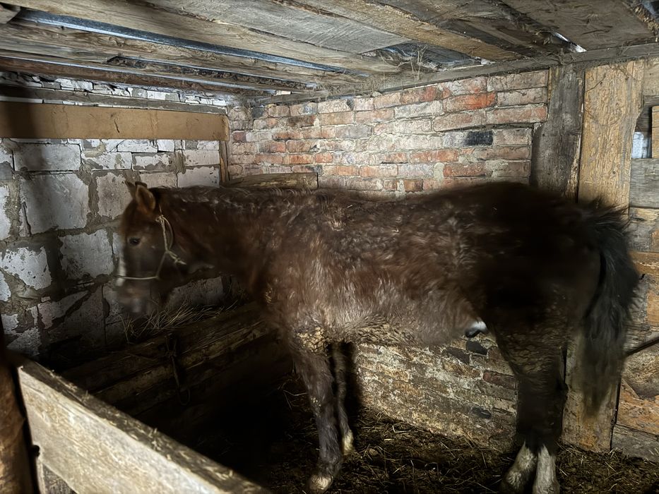 Продам кунан на согым , на откорме!