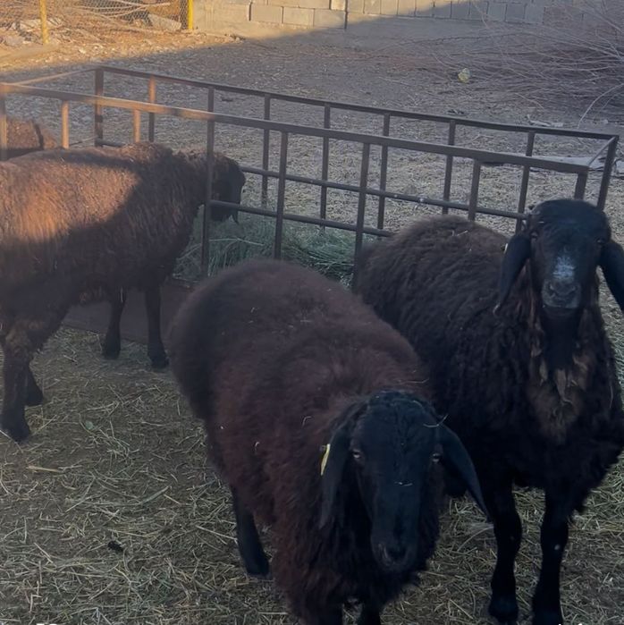 3 бас қой, семіз 6 айдан асқан, 25 кг дан жоғары таза салмағы