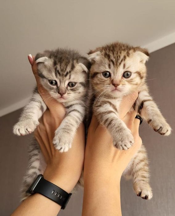 Котята скоттиш фолд