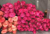 Розы поштучно по оптовой цене
