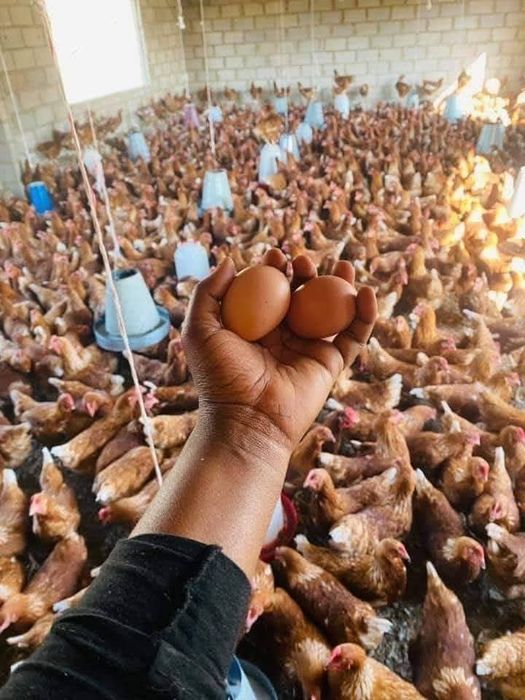 Vând găinușe outoare 18 lei bucata