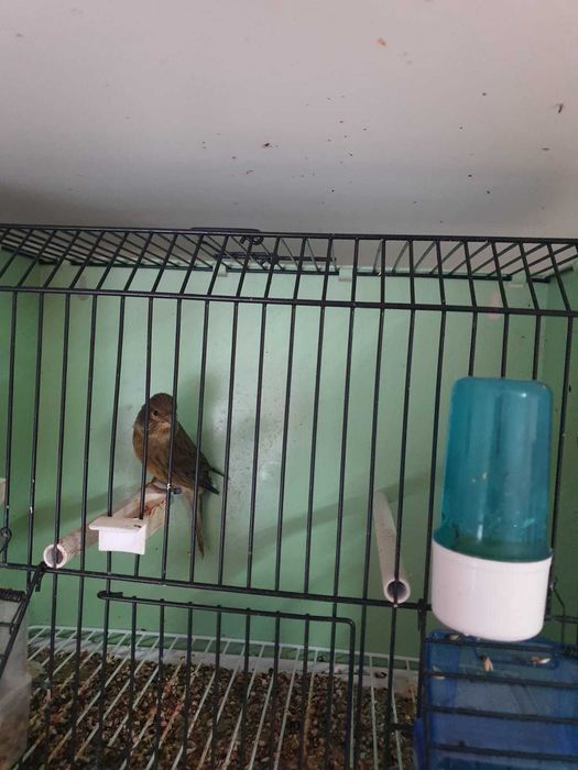 Canari de vanzare si colivii