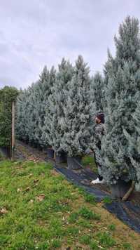 Cupressocyparis leylandii 2m