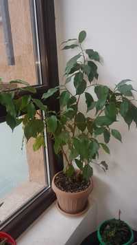 Ficus Benjamina.