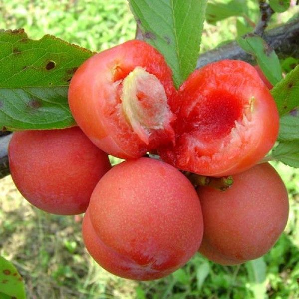 Pomi fructiferi gama  deosebiți [ rari ] soiuri  de prun