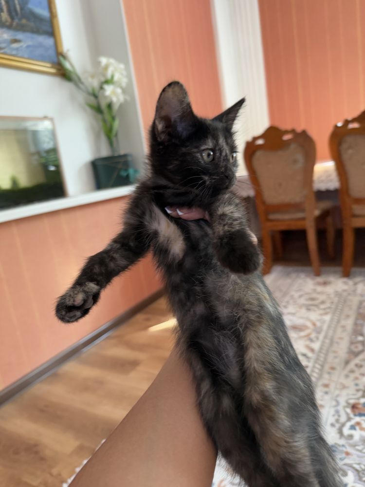 Котенок ищет дом