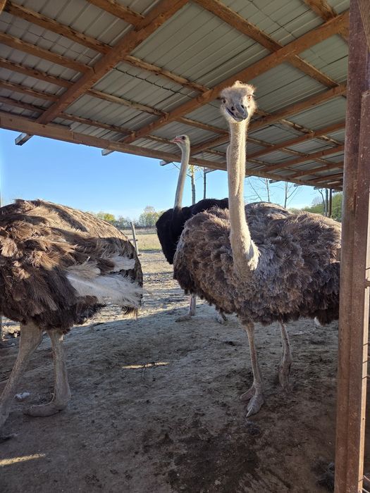 1 familie struti reproducatoare