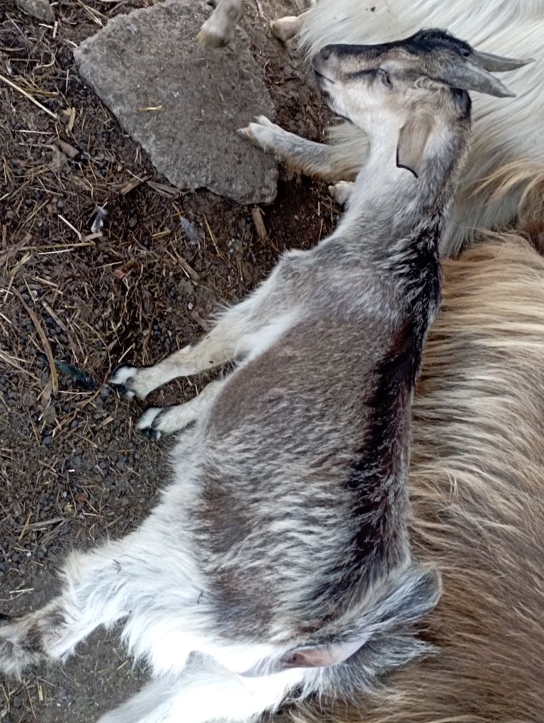 Vând miei, iezi, berbeac, țapi
