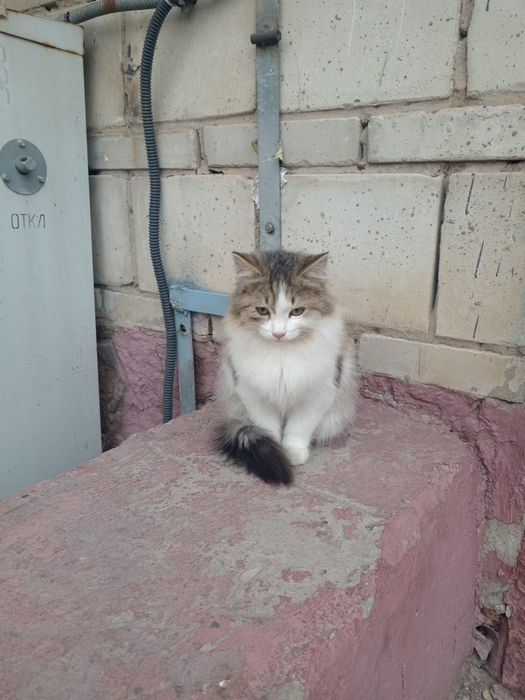 Отдам в хорошие руки