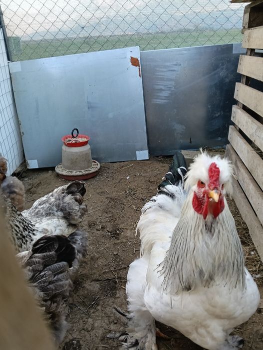 Vând ouă de găină