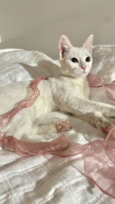 Отдам кошку в добрые руки!