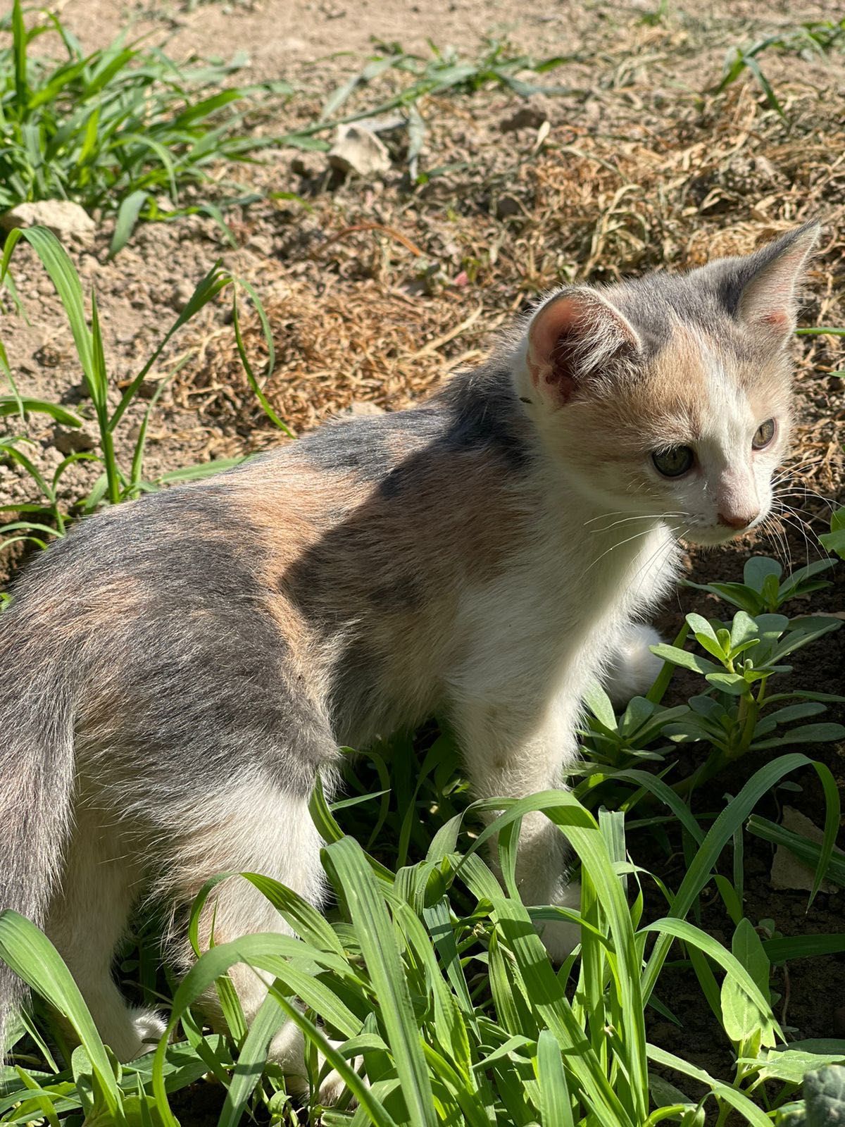 Отдам котят бесплатно