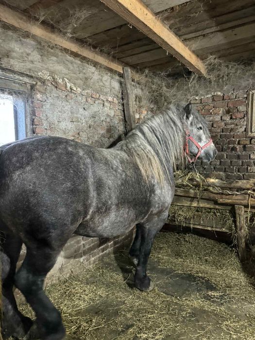 Mânză sură de vanzare