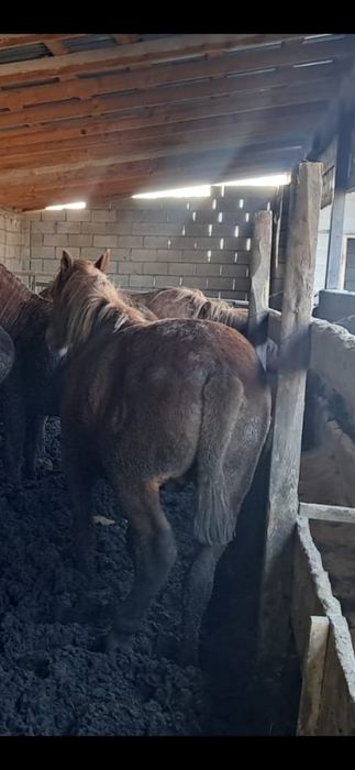 Согымга тай кунандар бар 3 ай бордакыда турган